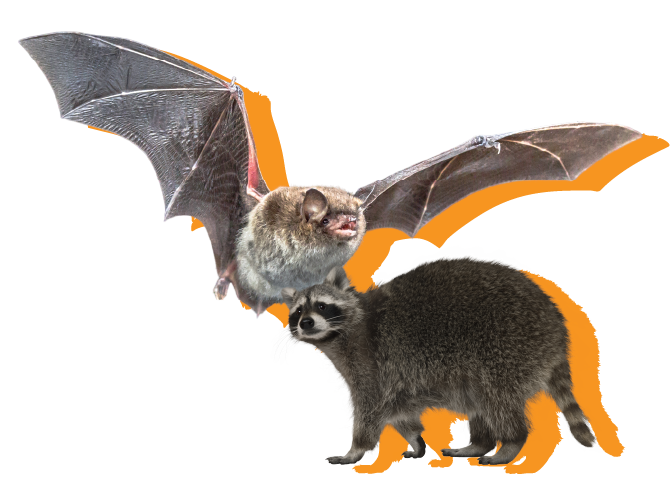 raccoon and bat