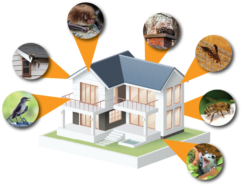 House with exterminator removal services