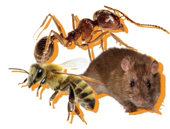 mouse, bee, and ant