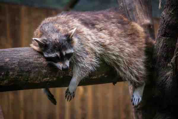raccoon sleeping on log
