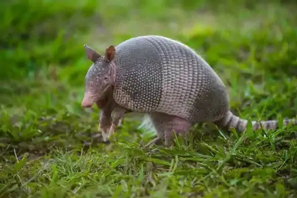 armadillo on grass