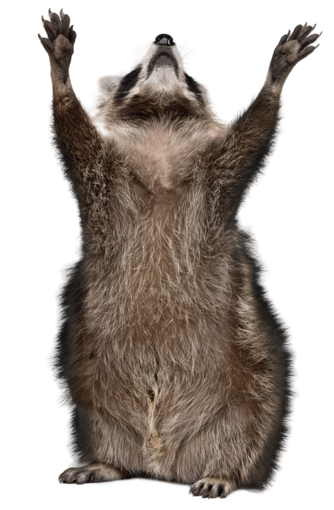raccoon on back legs