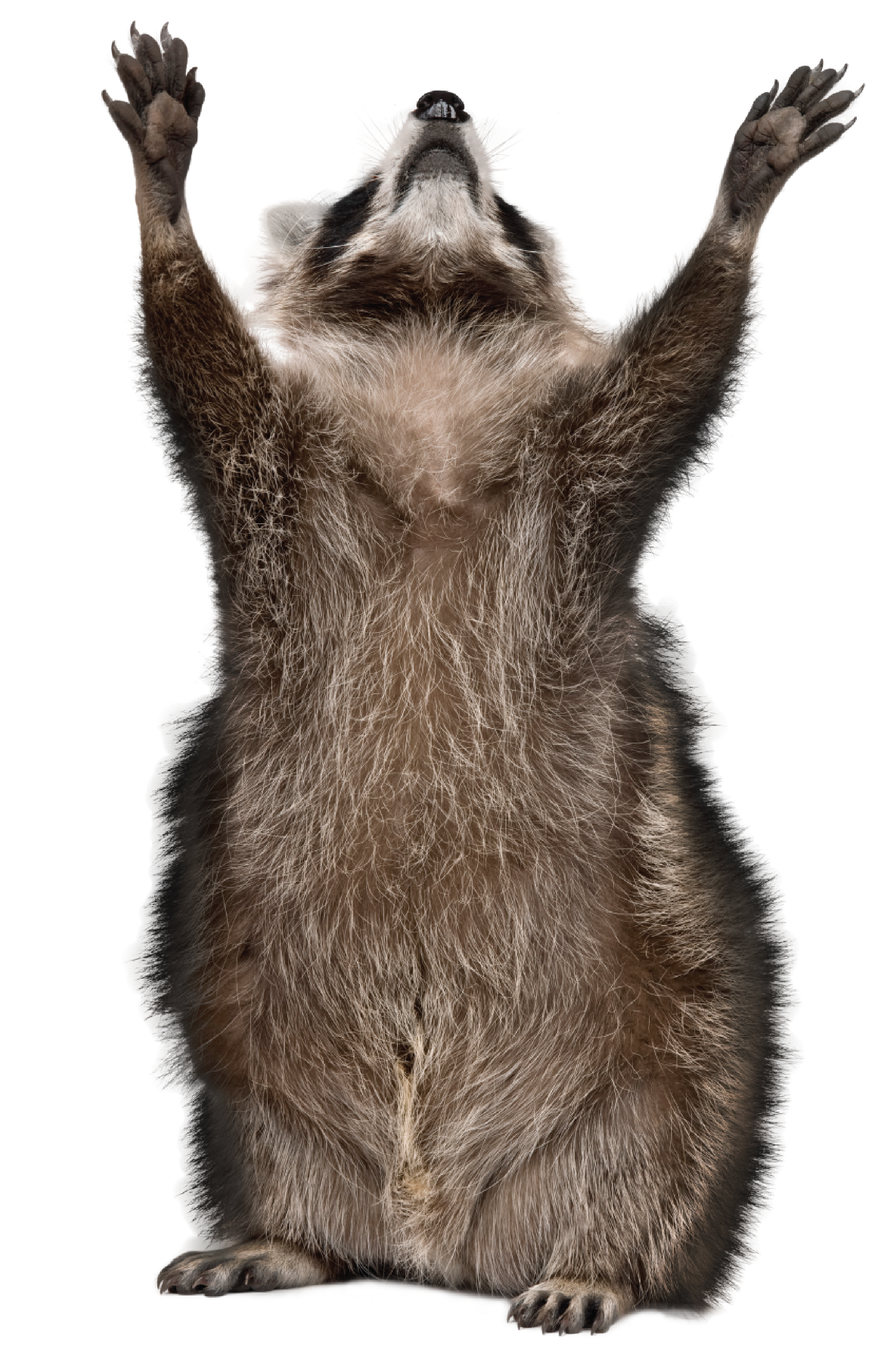 raccoon on back legs