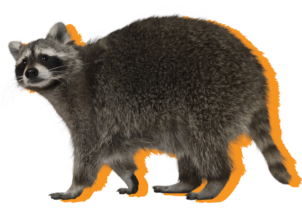 raccoon on yellow background