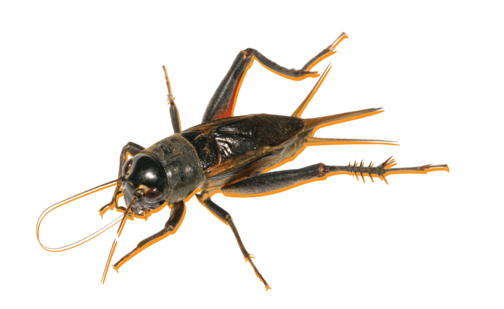 cricket with yellow background