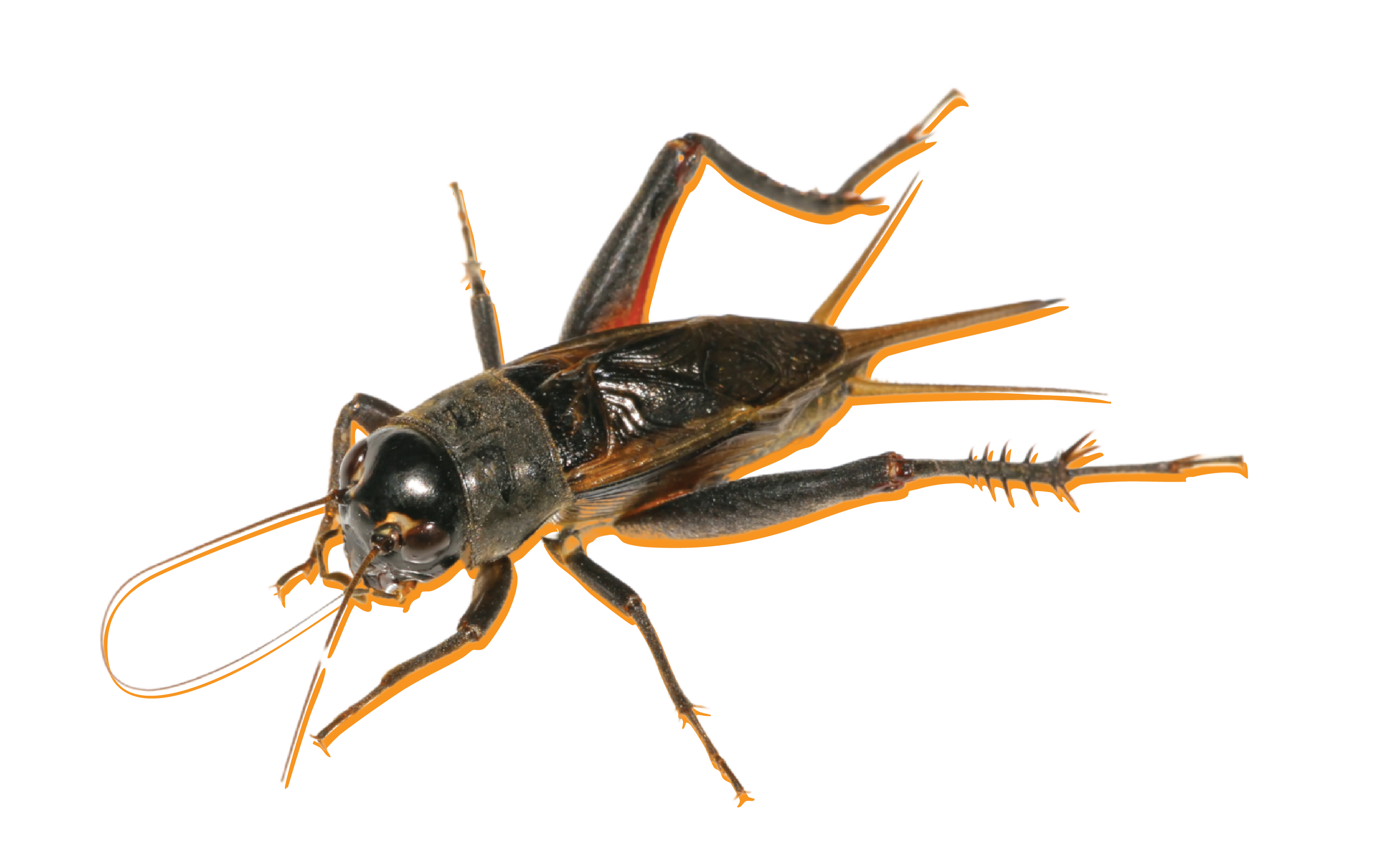 cricket with yellow background