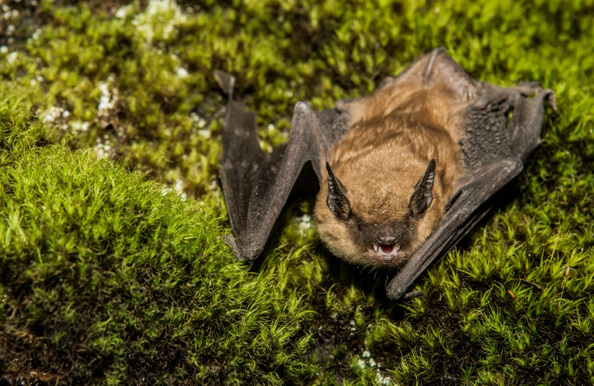 bat on mossy surface