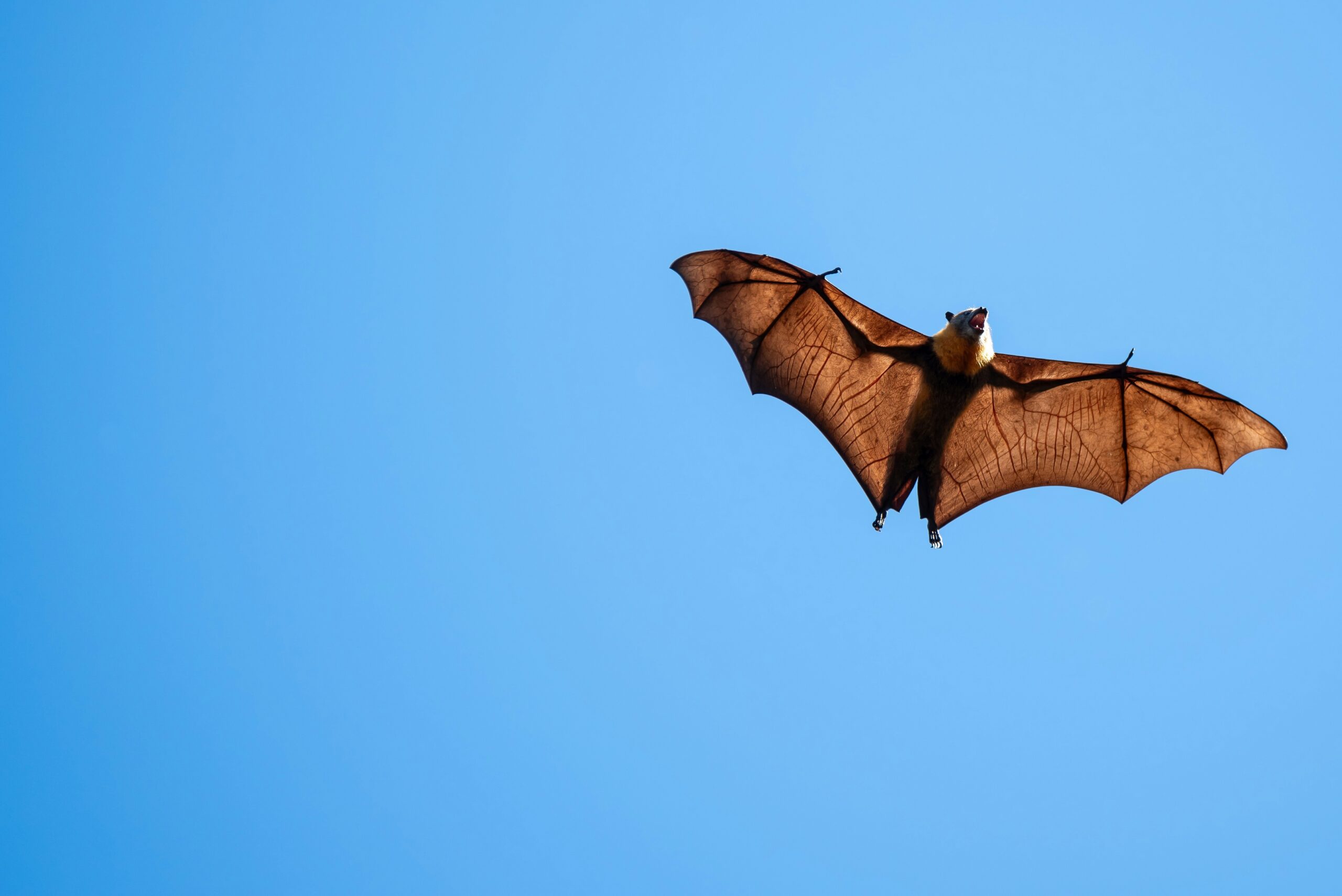 bat flying