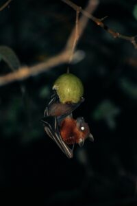 bat hanging