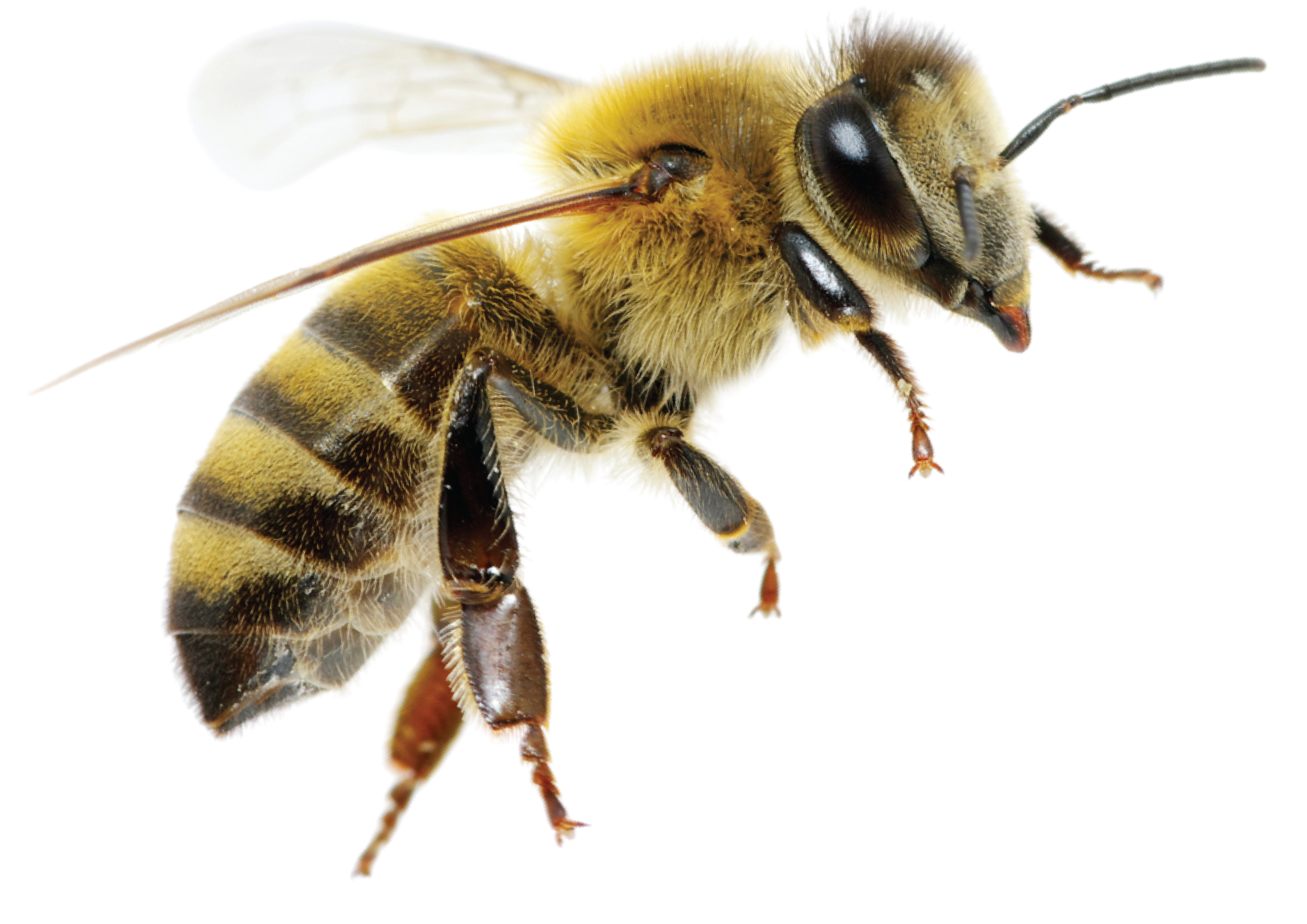 honeybee close up