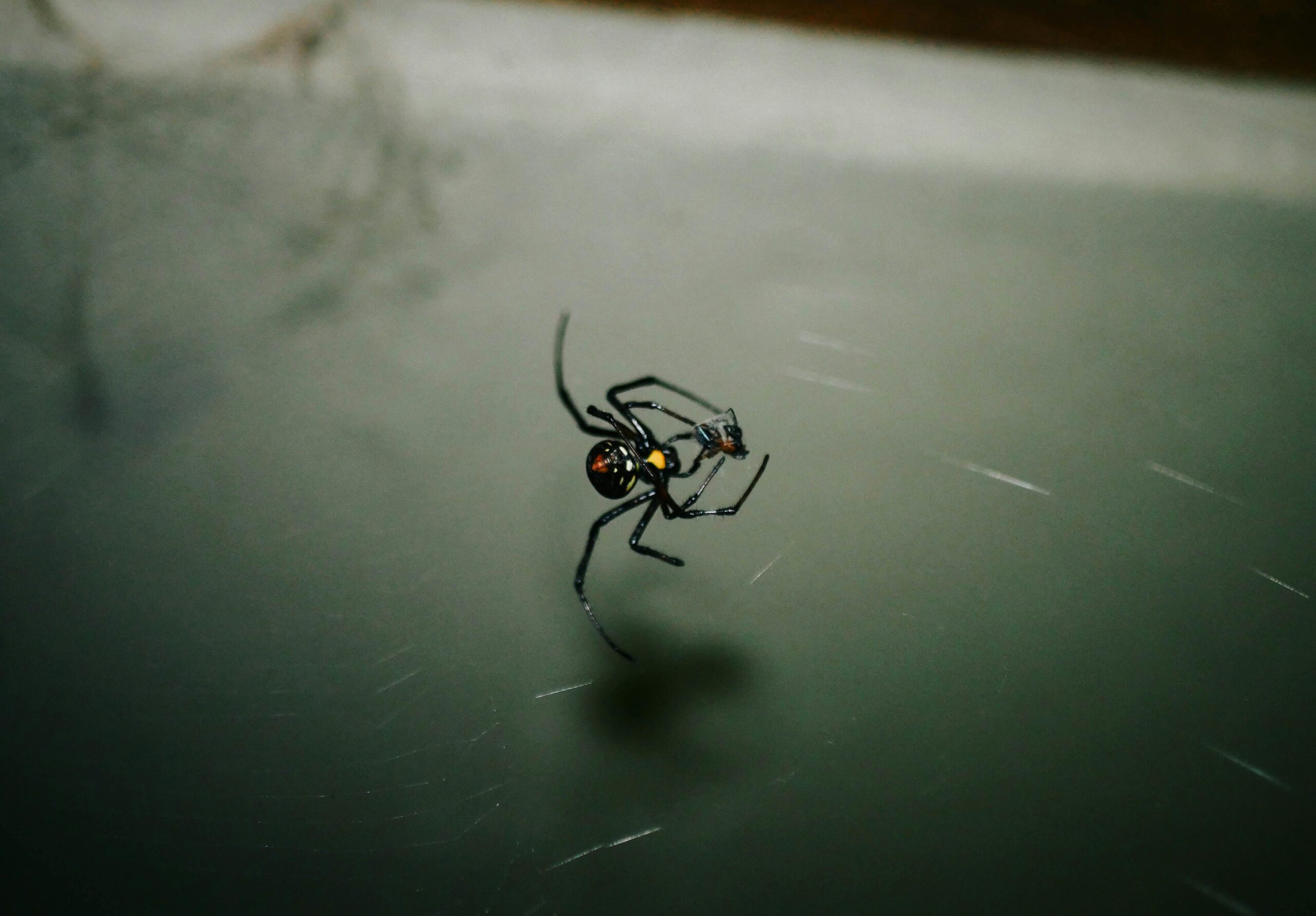 black widow spider