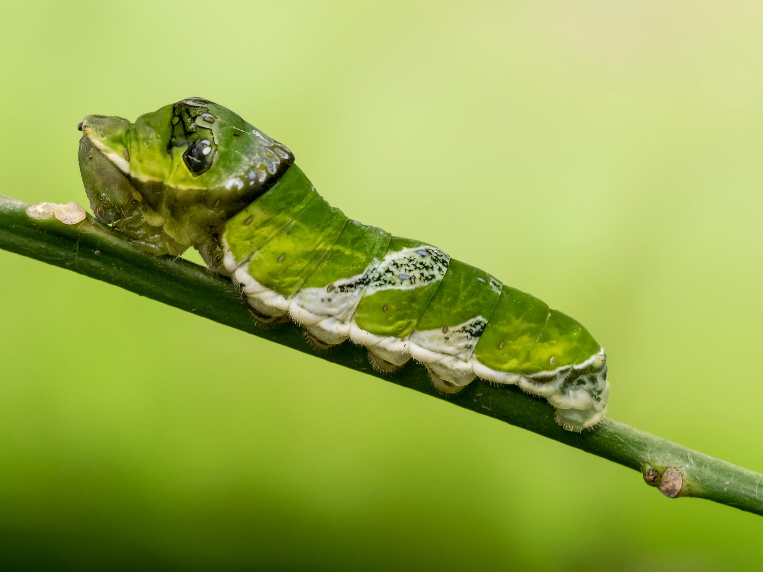 catterpillar
