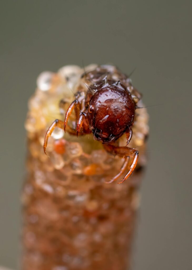 insect emerging from cocoon