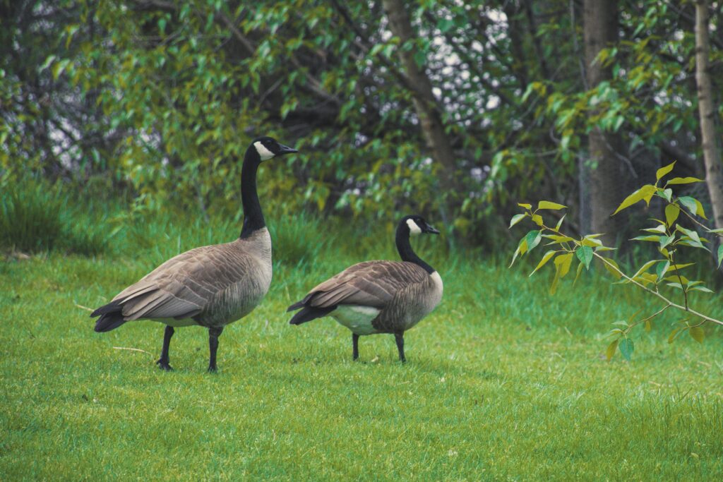 geese