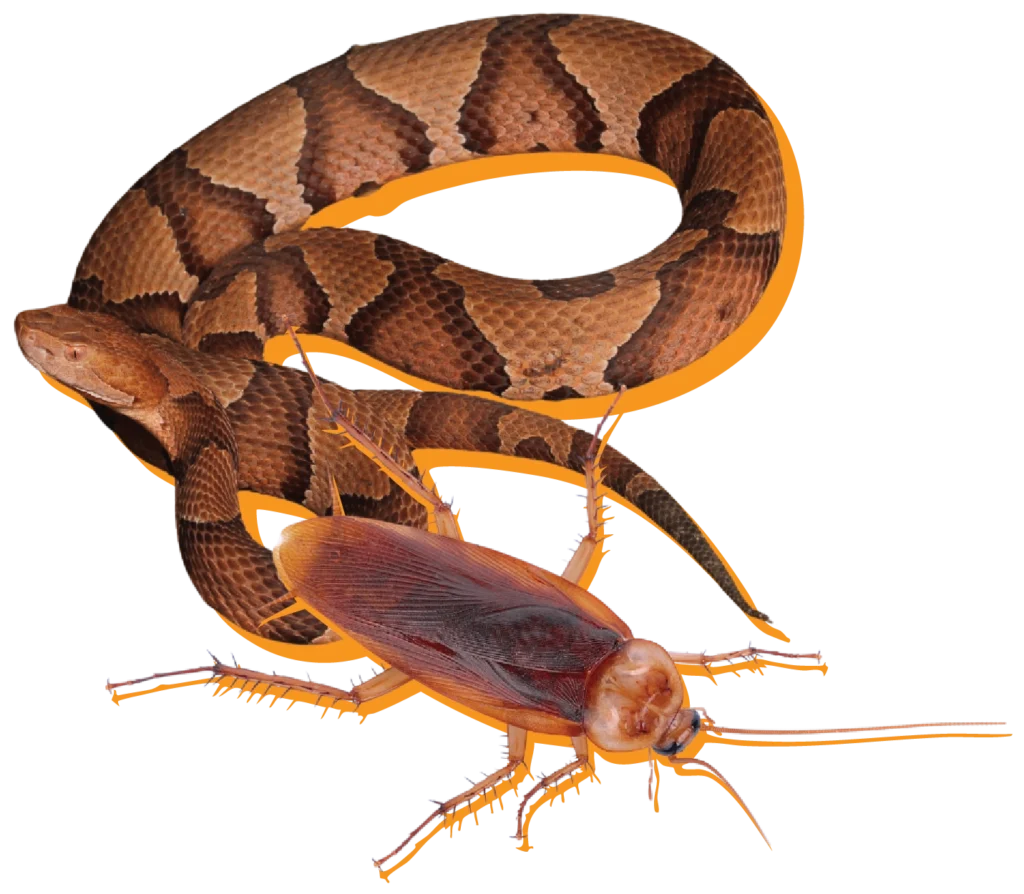 brown patterned snake and roach