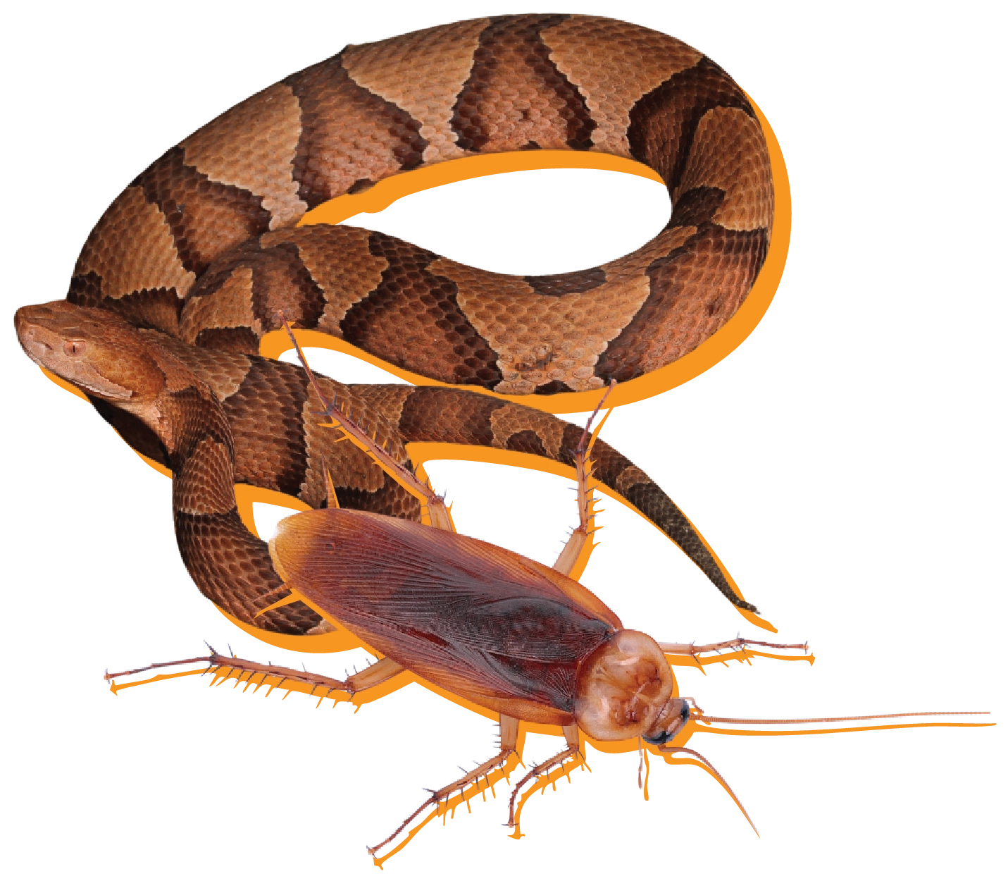 brown patterned snake and roach