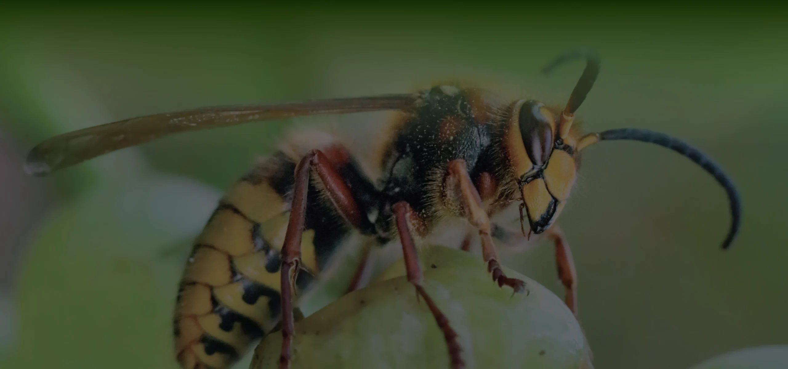 close up of wasp on leaf