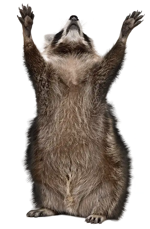 raccoon on back legs