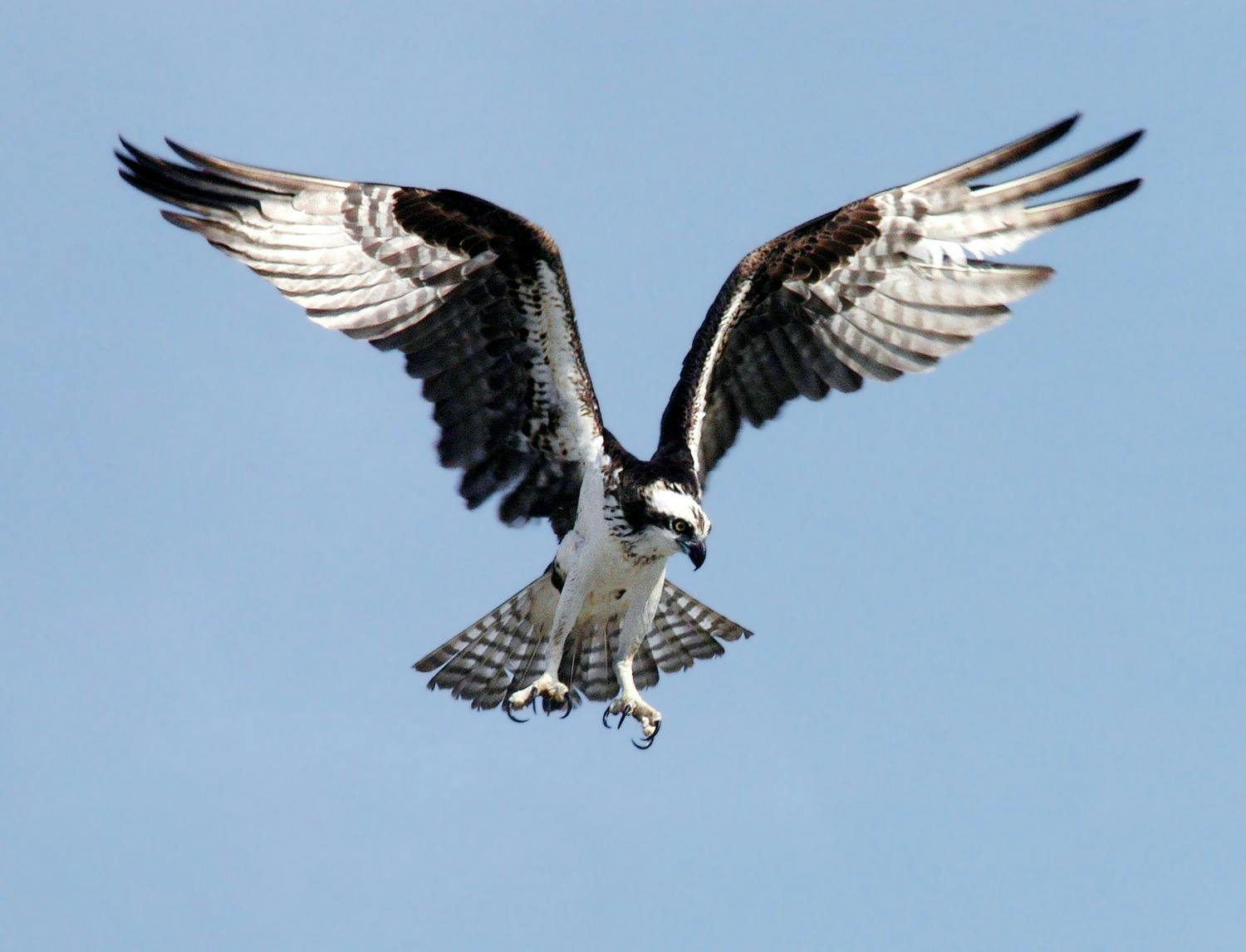 black and white eagle