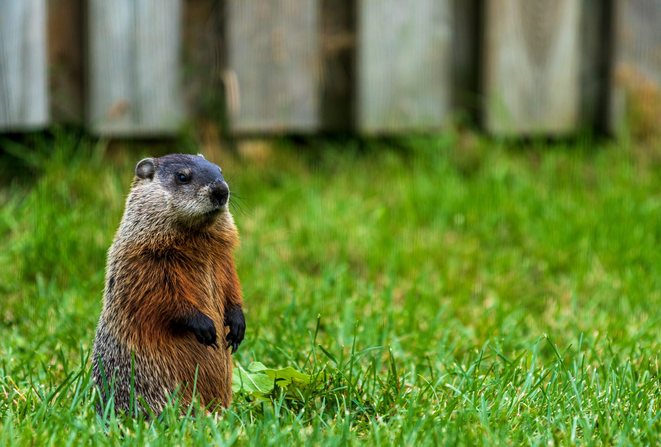 groundhog