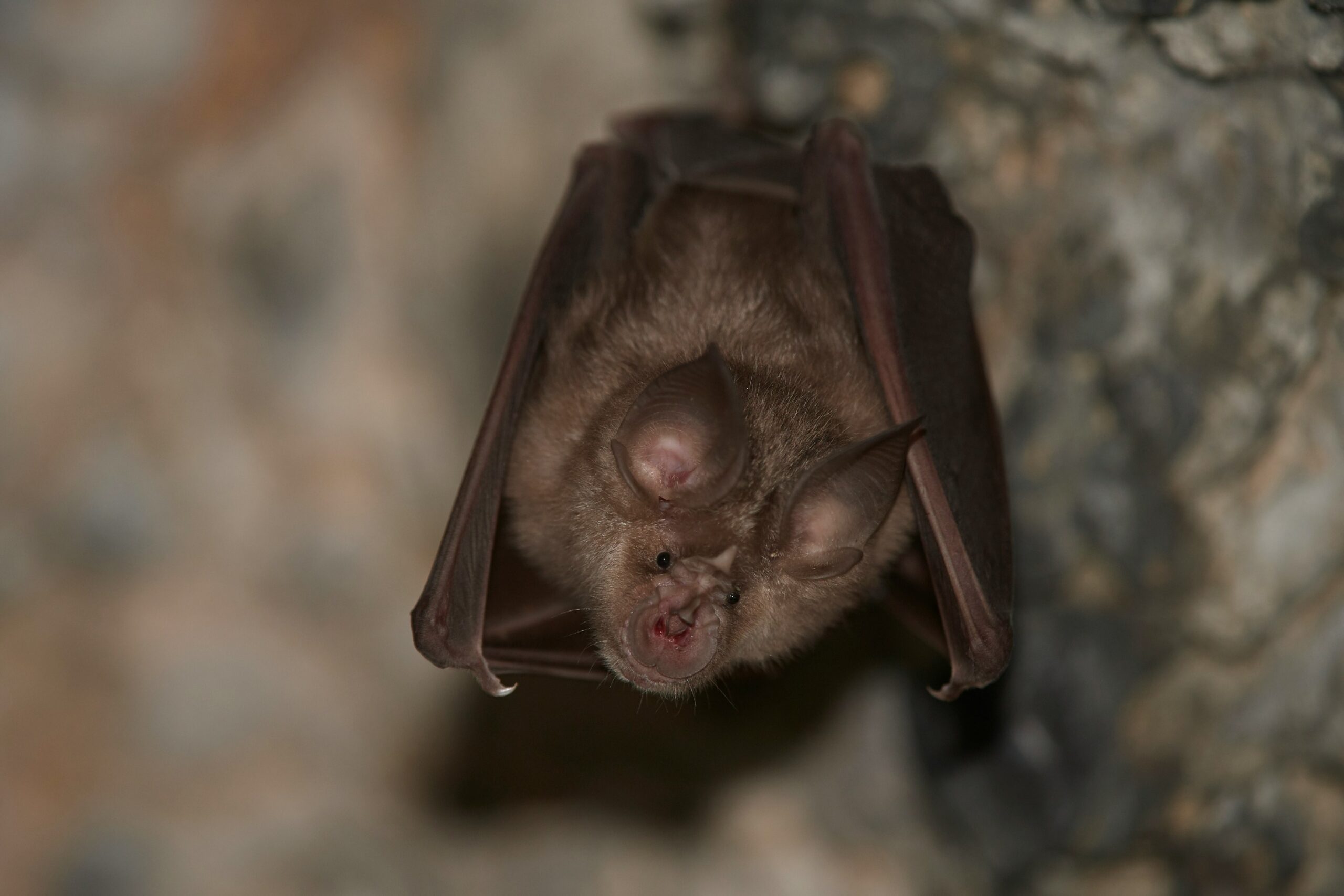 bat
